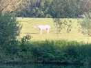 Horse.