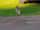 More bunnies
